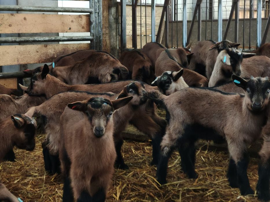 Vând 6 capre Alpini Fracezi