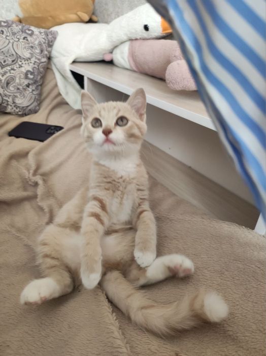 Отдам котика в добрые руки