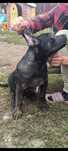 Vând căței rasa Cane corso