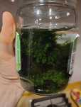 Plante acvariu - Phoenix Moss