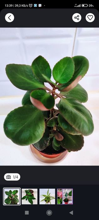 Продаётся ХОЙЯ КАРНОЗА.есть и другие цветы.