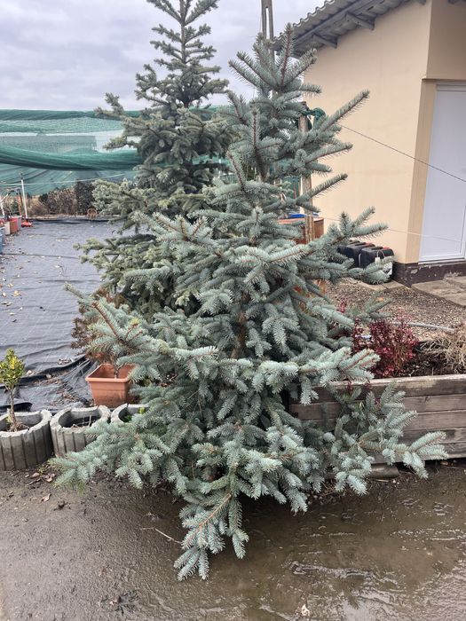 Brazi argintii de Craciun