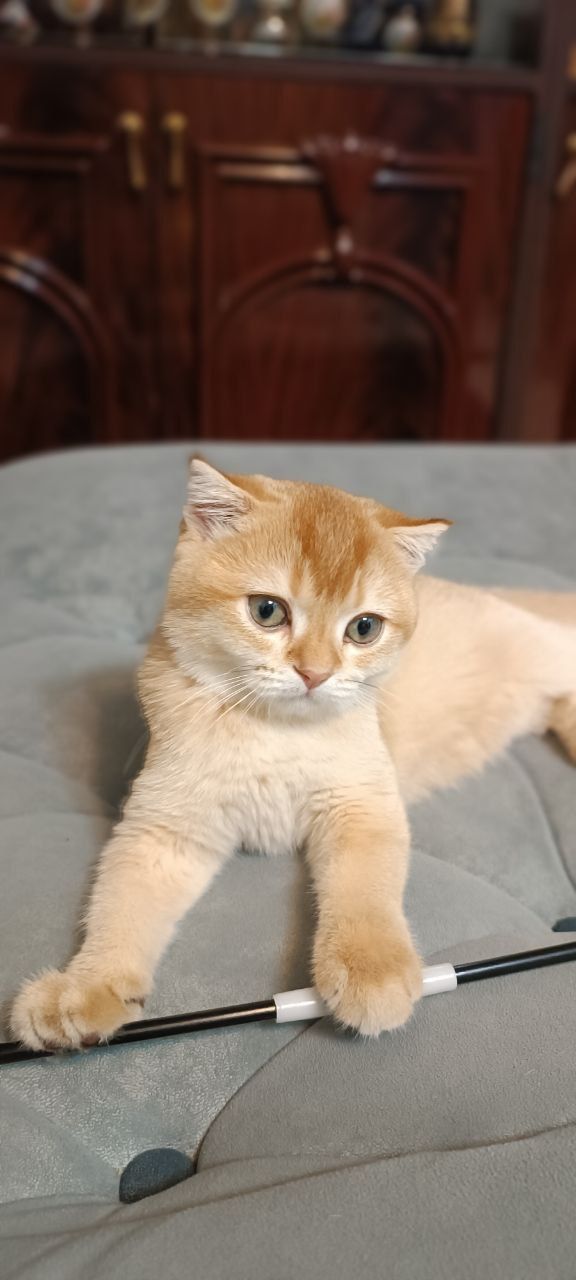 Кошка Британец золотая шиншилла