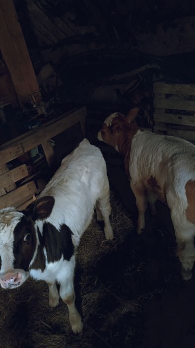 Vând viței mai multe detalii la Nr de telefon