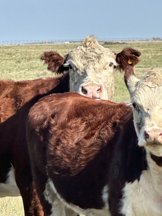 Продам стельных белоголовых коров