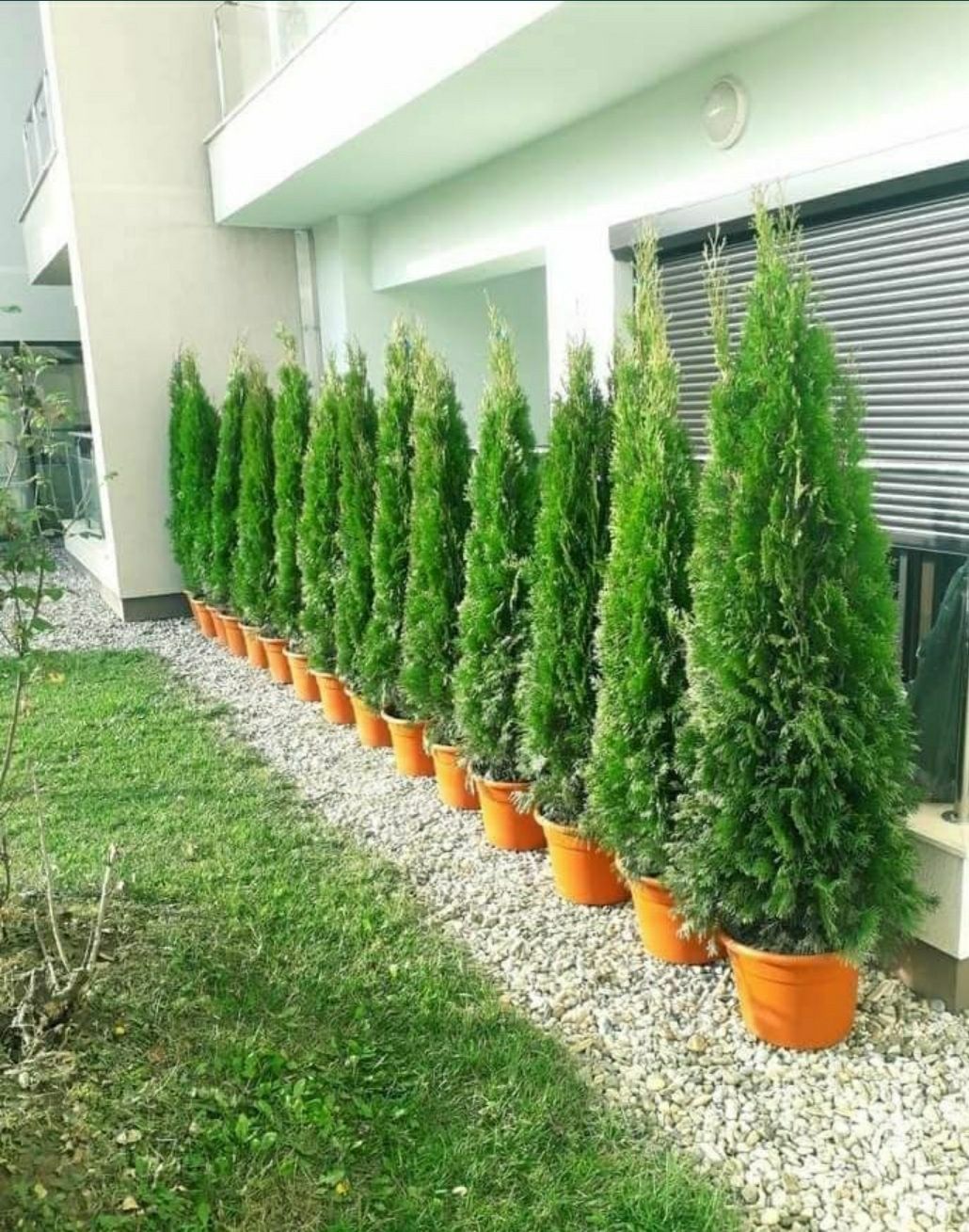 Plante ornamentale tuia smaragd columnaris Leylandy Brazi magnoli tei