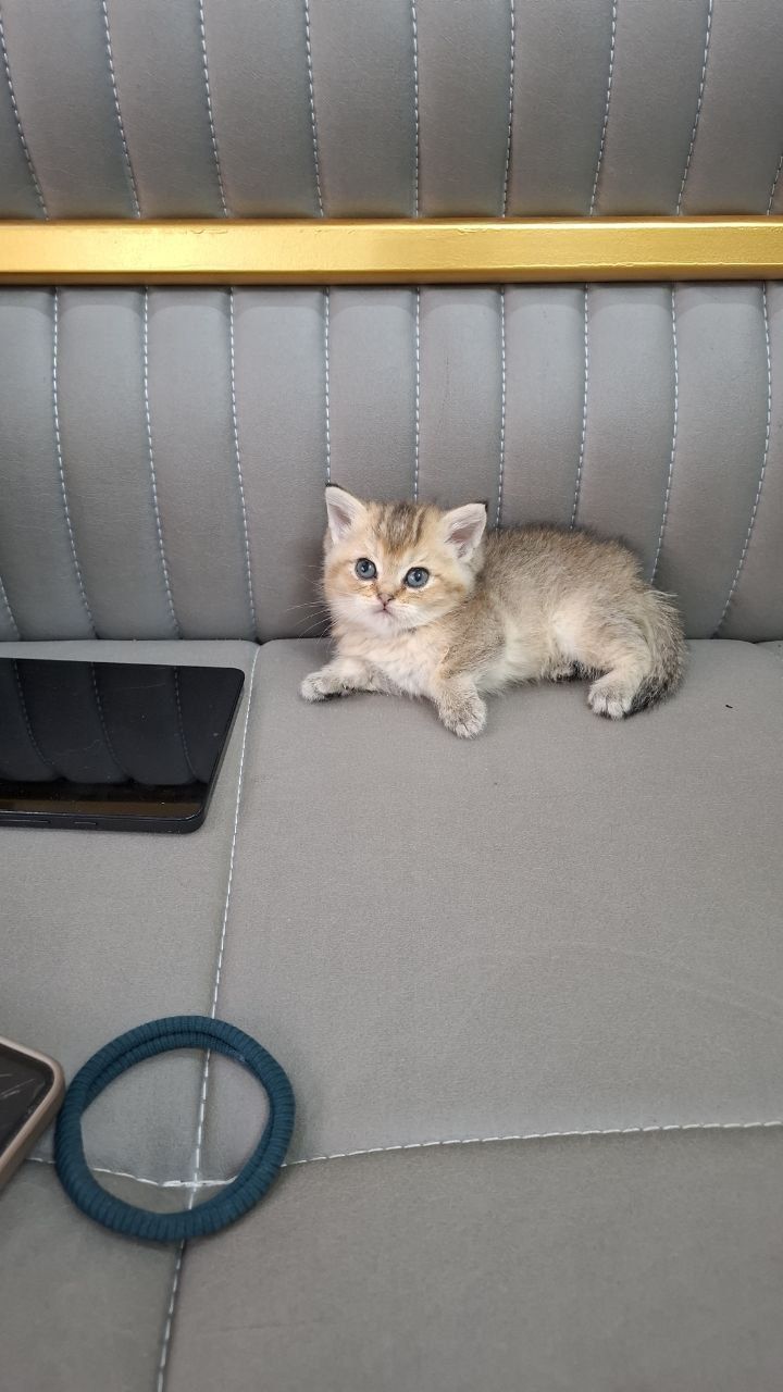 Продаются котята британские шиншиллы