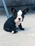 Bulldog francez din părinții cu pedigree