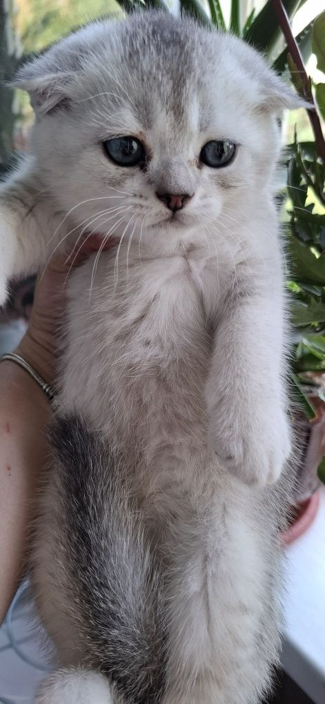 Котята скоттиш фолд от правильной вязки