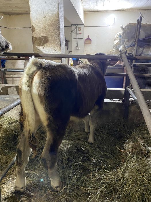 Vând tăuraș de 4 luni