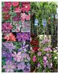 Clematis (Diferite Culori)