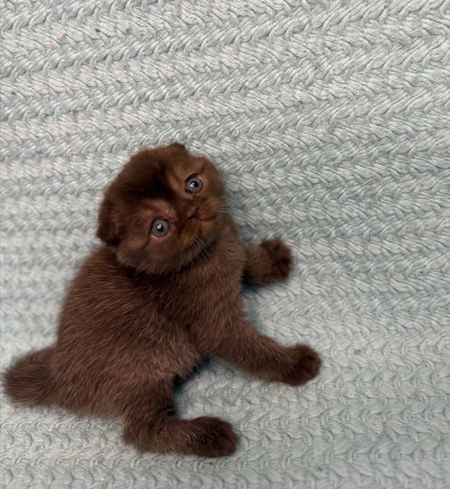 Продаётся котёнки