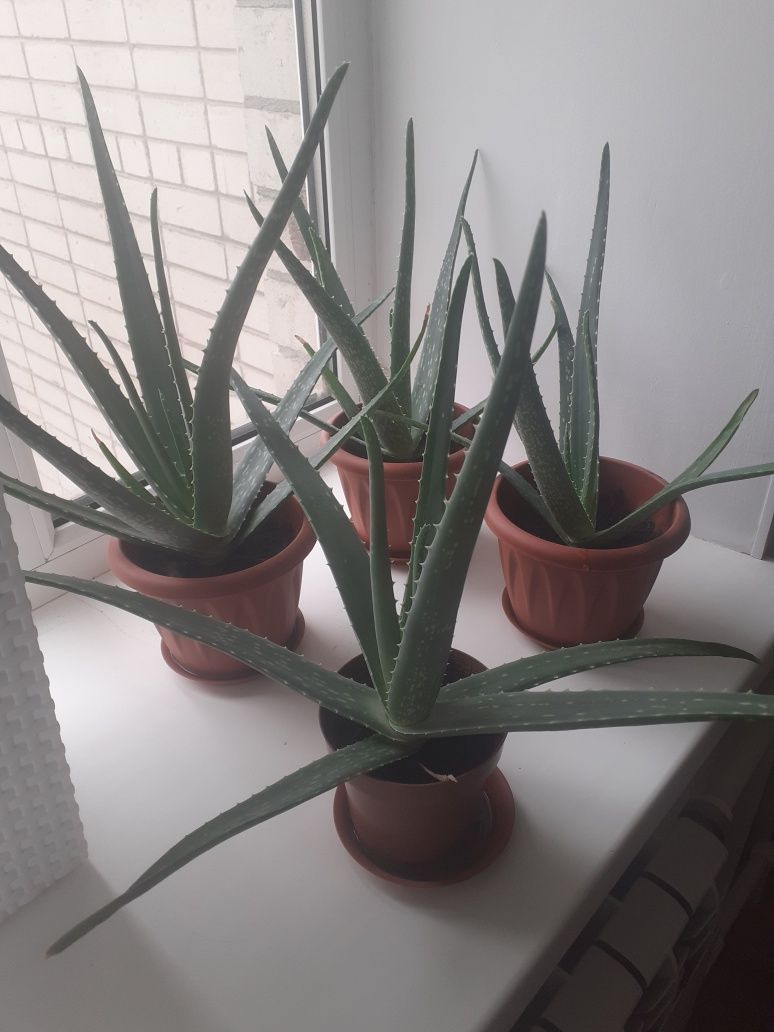 Алоэ Вера лечебное