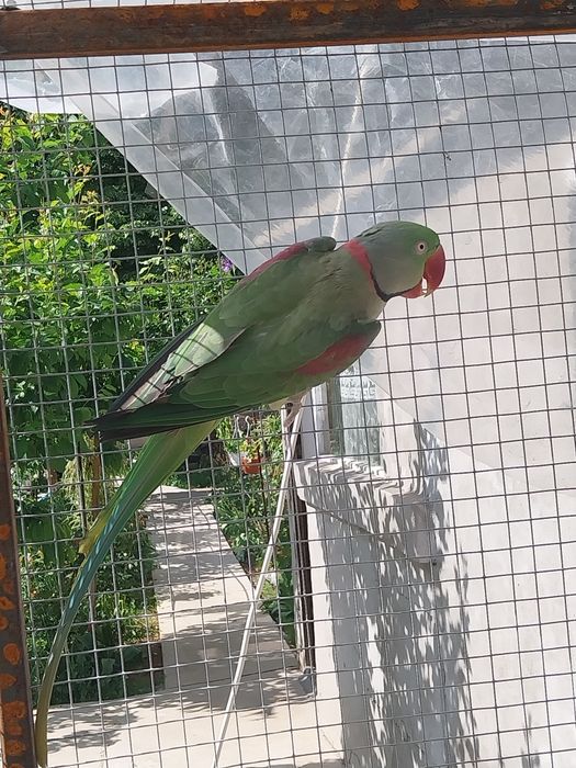 Pereche Marele Alexandru  matură