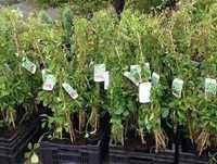Vita de Canada (Parthenocissus quinquefolia) oferta  100 buc