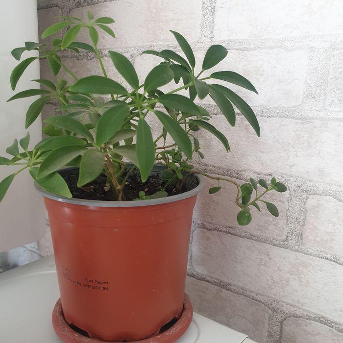 Продам красивые комнатные цветы.Большая коллекция.