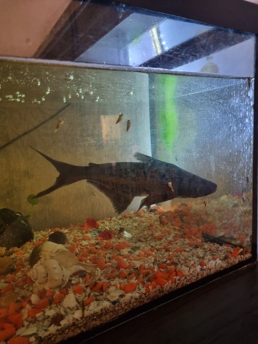 Рыба Акула Аквариумный