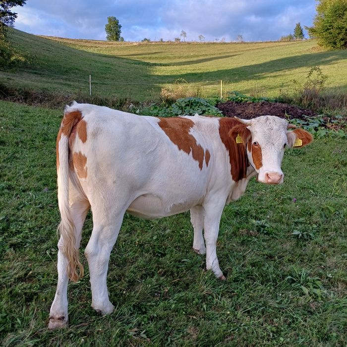 Vând juninca bălțată