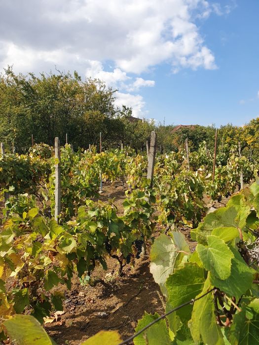 Teren intravilan Oradea str Fagetului 17