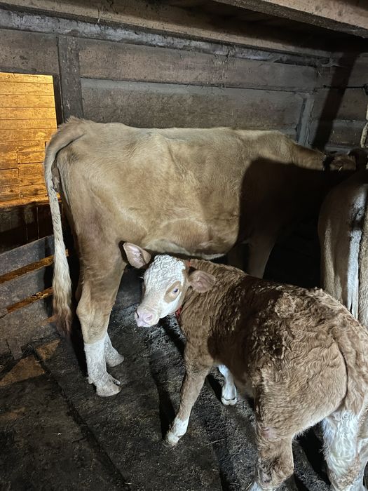 Vacii cu vitei da vanzare