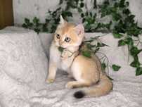 Vand fetita British shorthair golden chinchilla cu pedigree