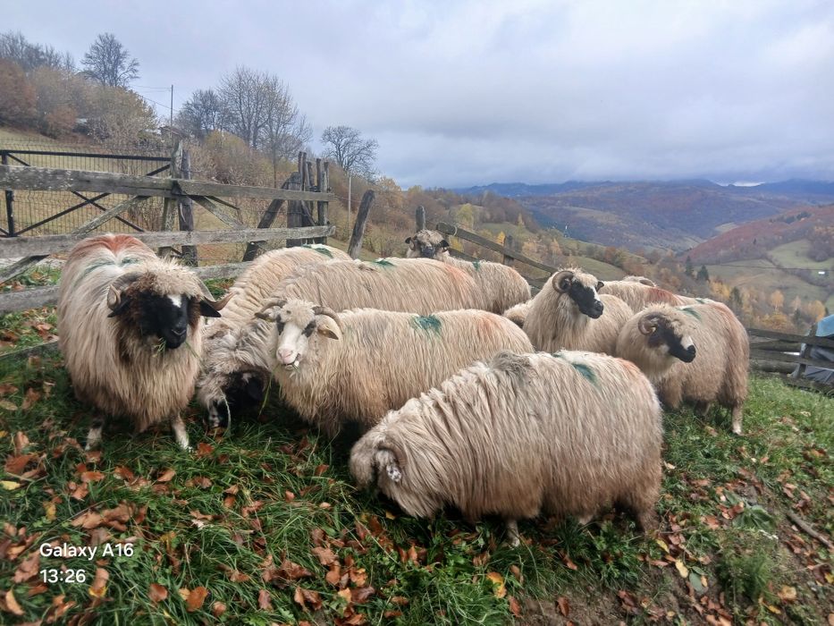 Vînd oi fătătoare