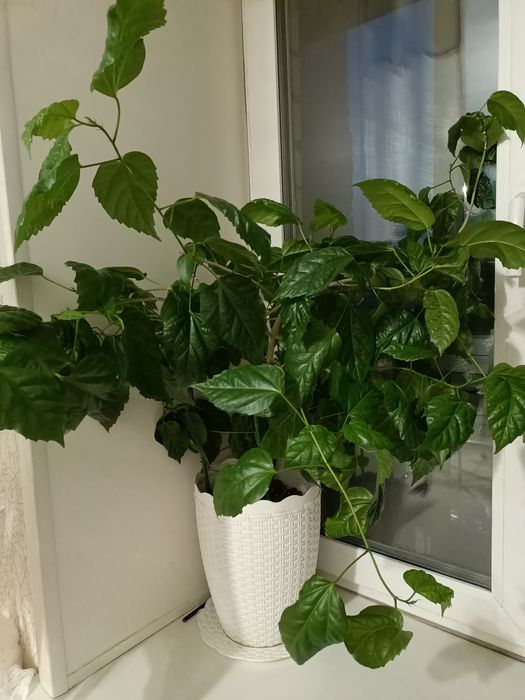 Комнатные цветы продаю, китайская роза, долларовое дерево
