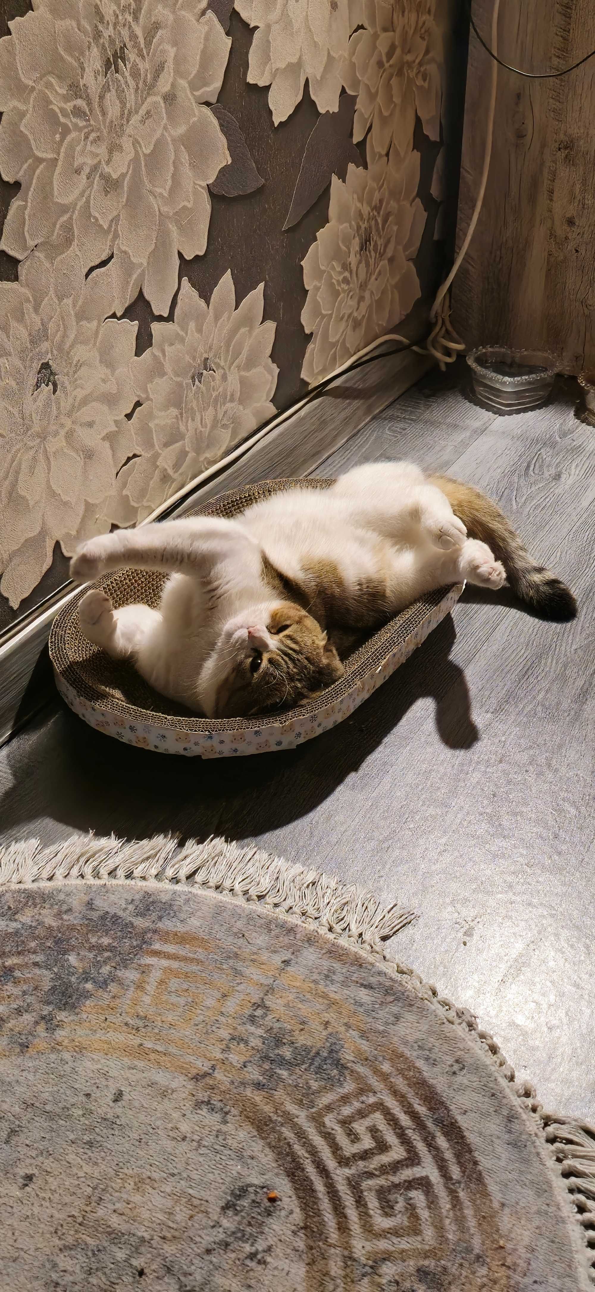 Вязка!!!    Ищу кошку для вязки с вислоухим котом.