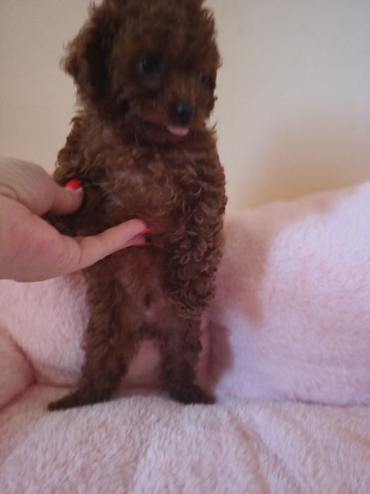 Pudel mini toy red