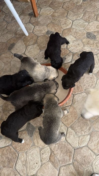 Donez 7 cățeluși maidanez talie mică cu vârsta de 1 lună