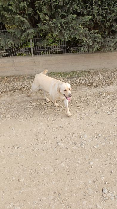 Donez doi caini labrador,mama si fiica