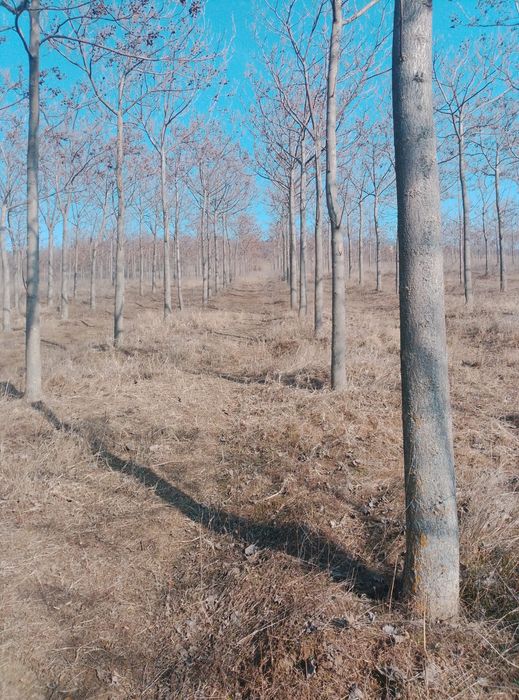 Paulownia de vanzare