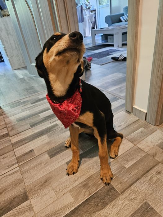 Donez Cățelușă Copoi Ardelenesc -Metiși