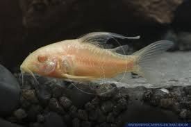 Corydoras paleatus albino