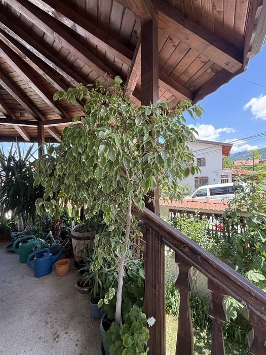 Продавам два вида фикус Бенджамин