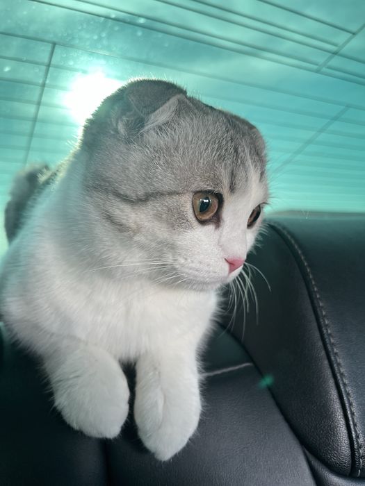 кот Вислоухий Шотландец для вязки