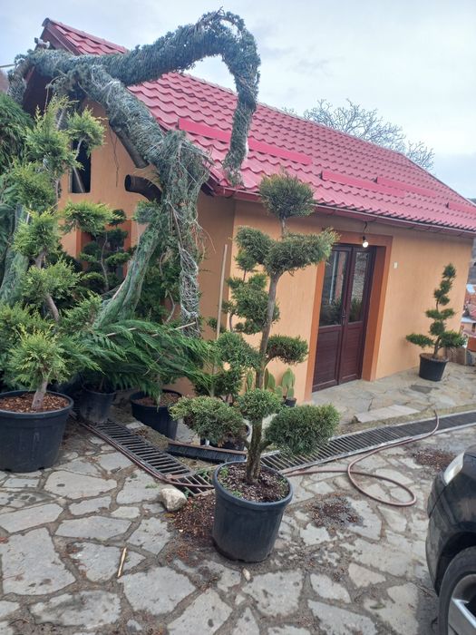Plante decorative pentru o grădină de vis livrare gratuită