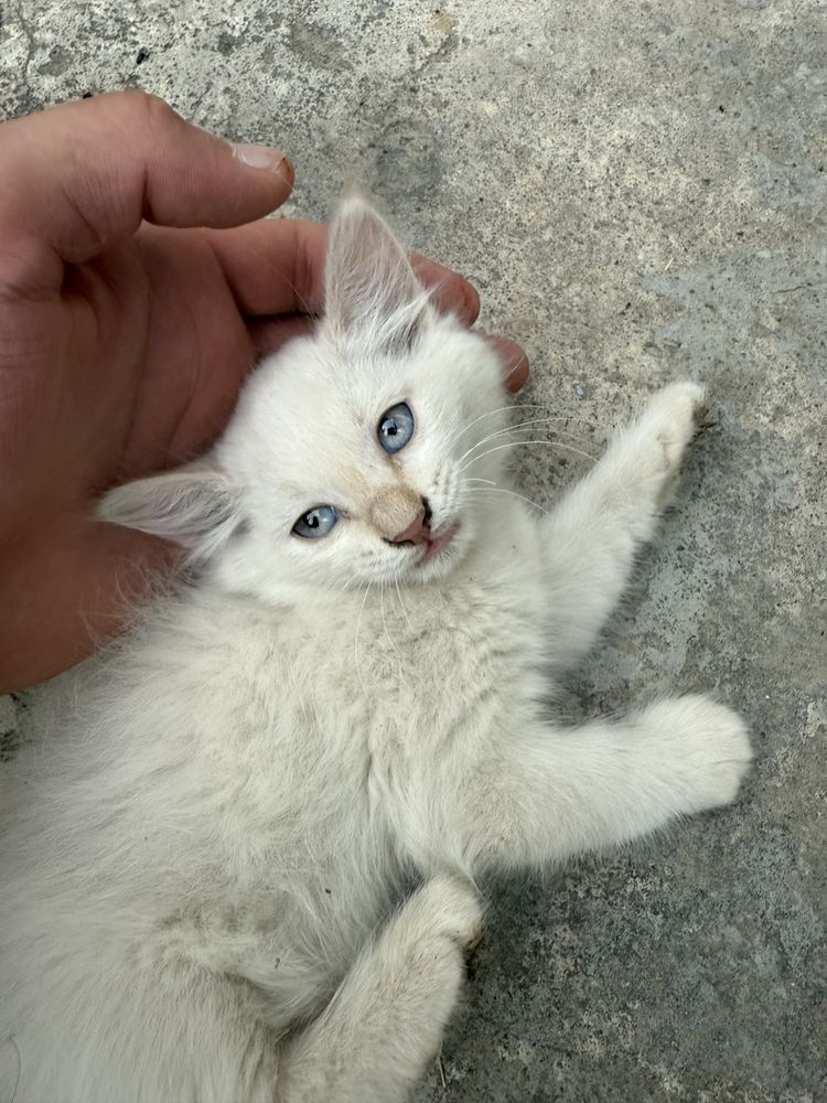 Сиамская кошка и котят