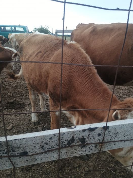 Vând junica baltata