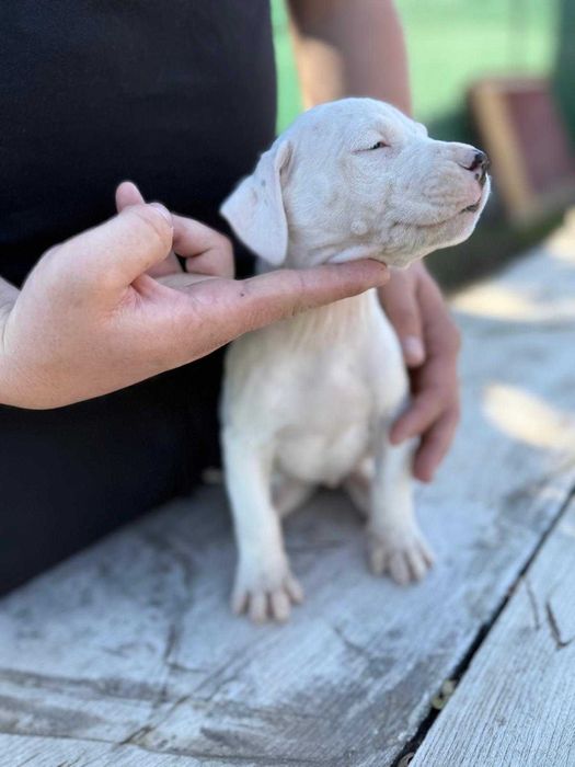 Dog Argentinian cu Pedigree