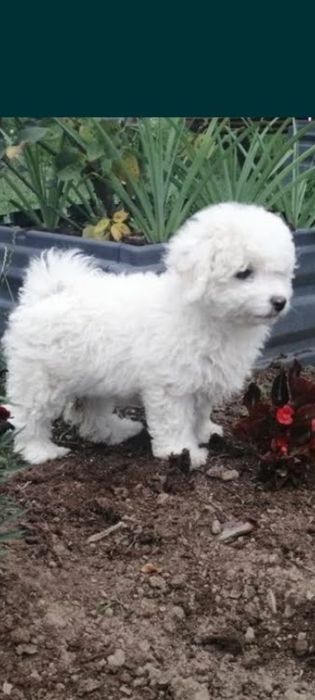 Bichon frise, puiuț.