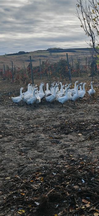Gâște de curte crescute natural
