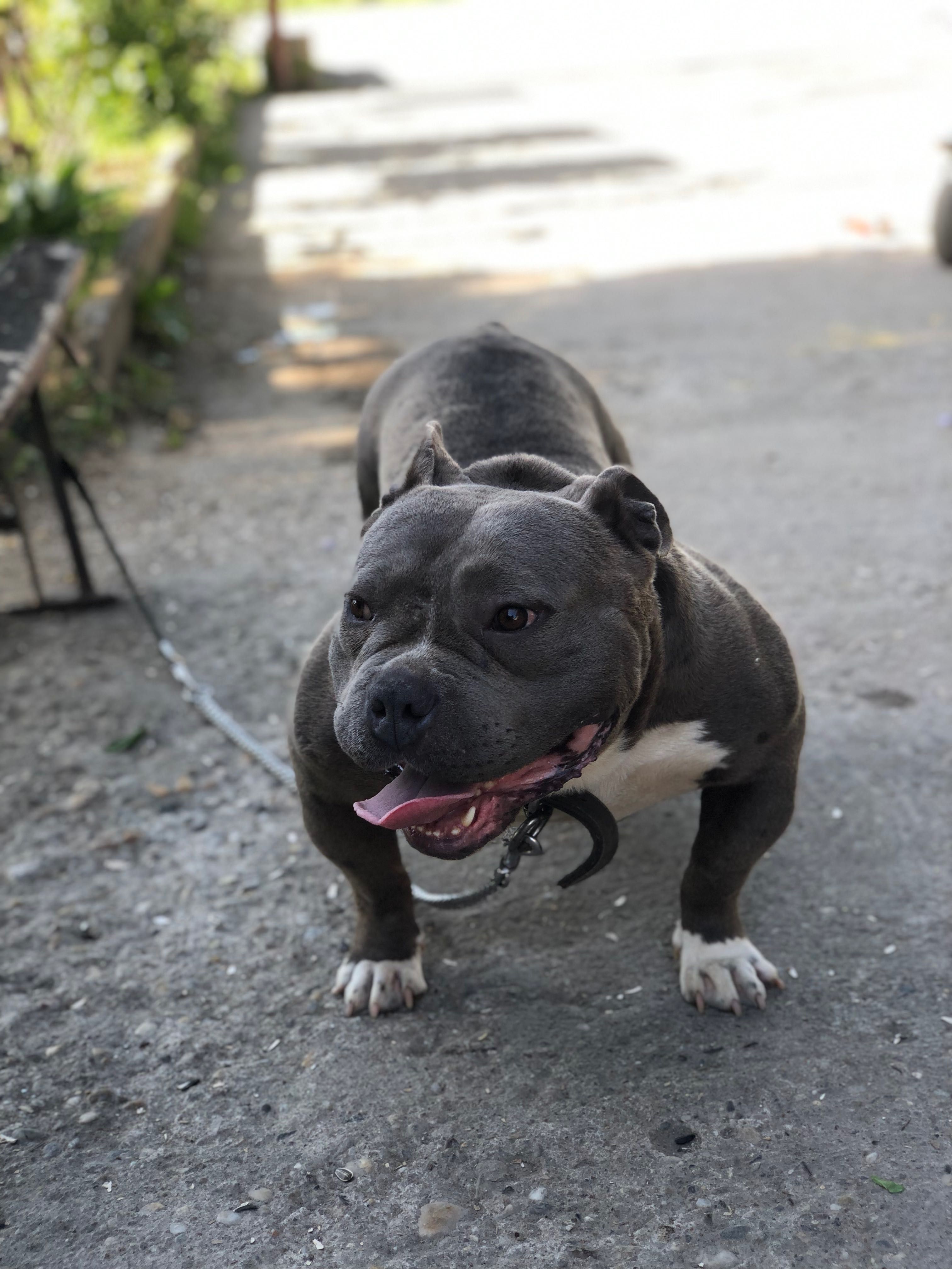 American bully standardd