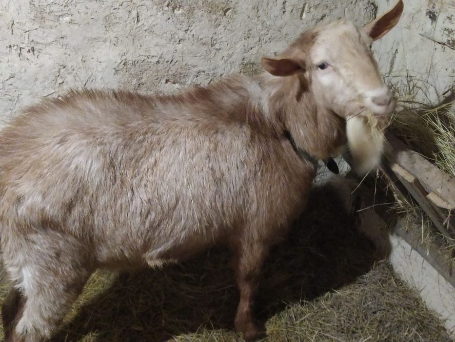 Продаётся кастрация козел