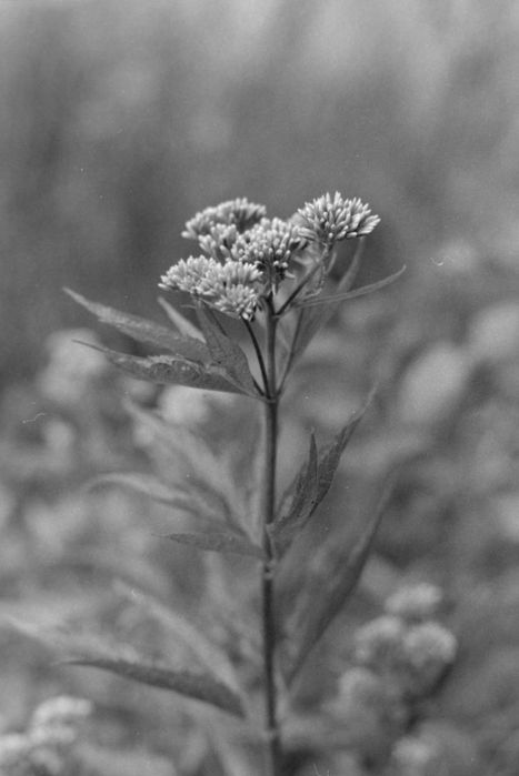Kodak T-Max 100 - With Sample Pictures