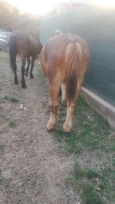 Vând cal bun de ham