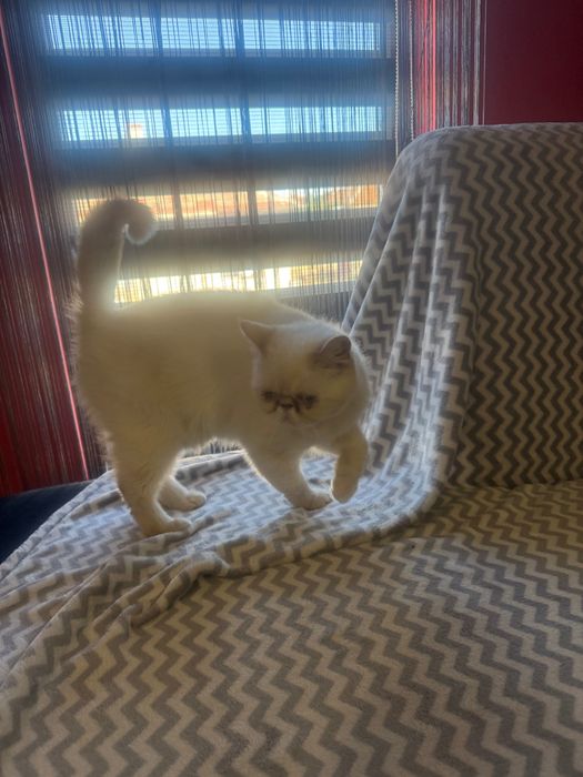 Женска Екзотична котка