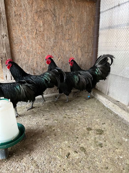 Cocoși australorp negru 2025