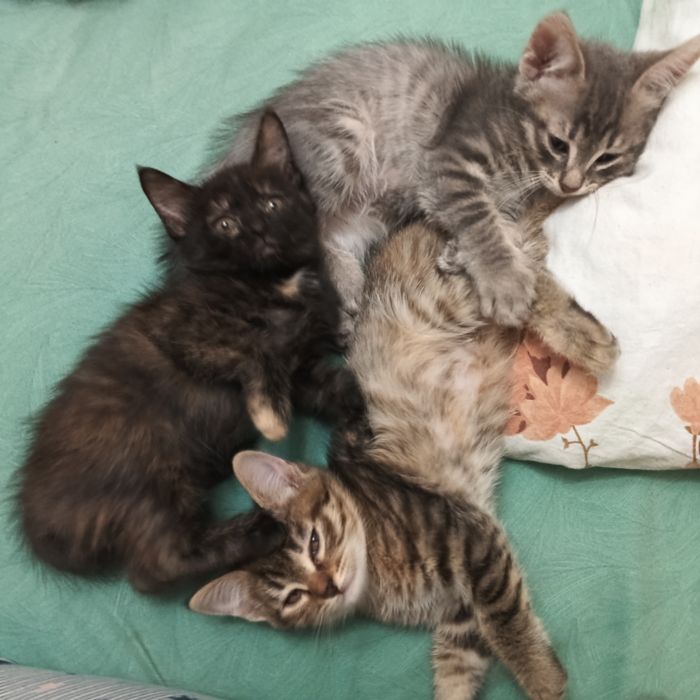 Котята ищут новый дом