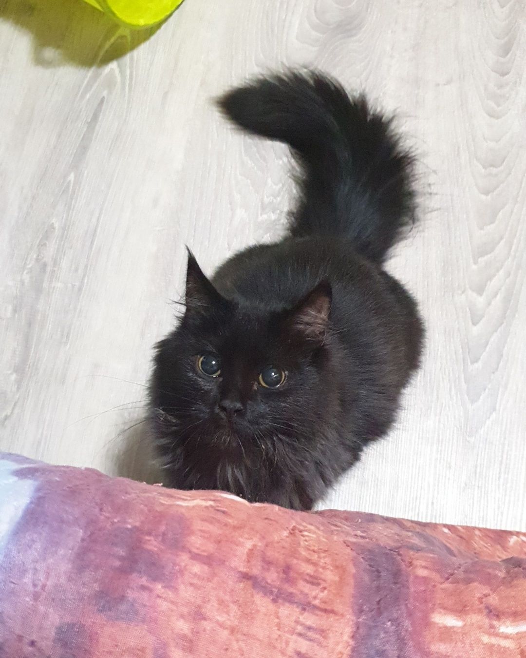 Ищет дом кошечка!